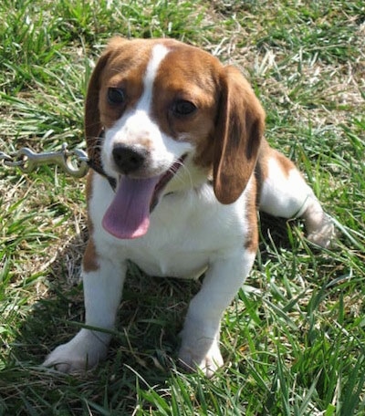 Front view - A low to the ground white, brown and black Queen Elizabeth Pocket Beagle is sitting in grass and it is looking up and to the left. Its mouth is open and its tongue is out. It has long drop ears.